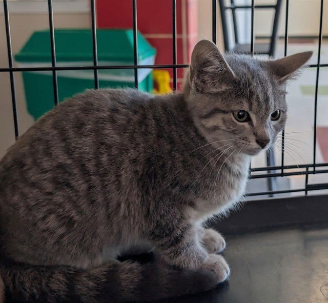 SPICE - Domestic Short Hair available for adoption