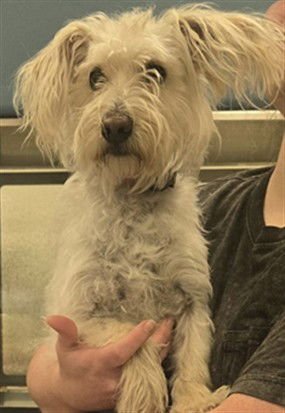 PRINCESS - Cairn Terrier / Dachshund available for adoption