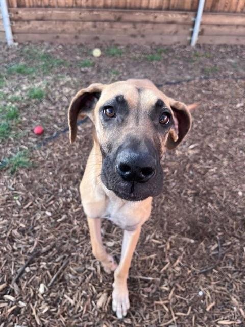 QUEENIE - Great Dane available for adoption