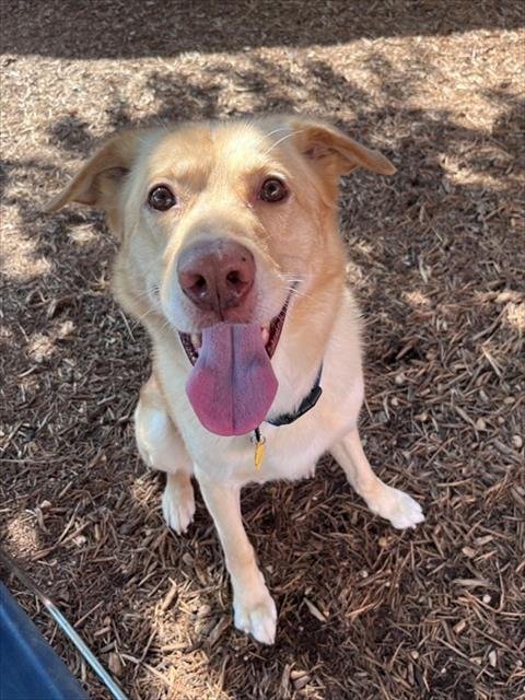 NOAH - Labrador Retriever available for adoption