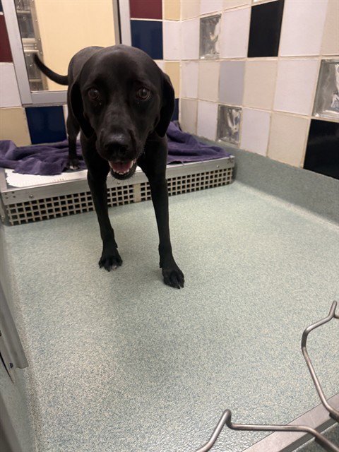 DIANE - Labrador Retriever / English Coonhound available for adoption