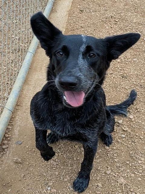 ROXY - Australian Cattle Dog/Blue Heeler / Labrador Retriever available for adoption