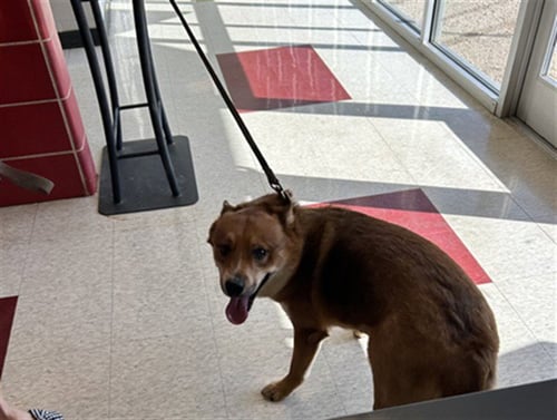 CAL - Shiba Inu available for adoption