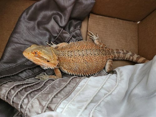 DREK - Lizard available for adoption