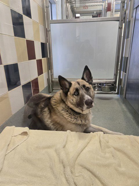 KAYZO - German Shepherd Dog / Husky available for adoption