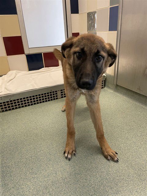 JASPER - German Shepherd Dog available for adoption