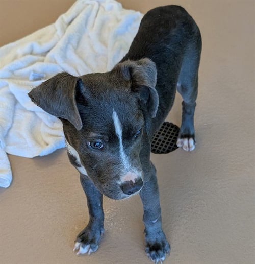 TRINITY - Pit Bull Terrier available for adoption