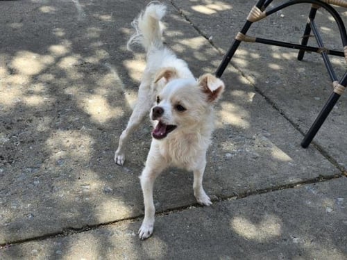 QTIP - Chihuahua available for adoption