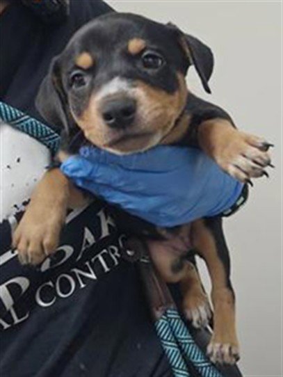 WOLF - Australian Cattle Dog/Blue Heeler available for adoption