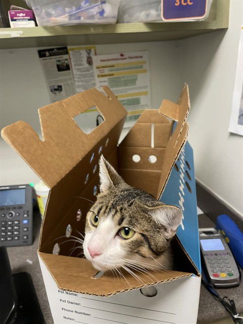 BILL - Domestic Short Hair available for adoption