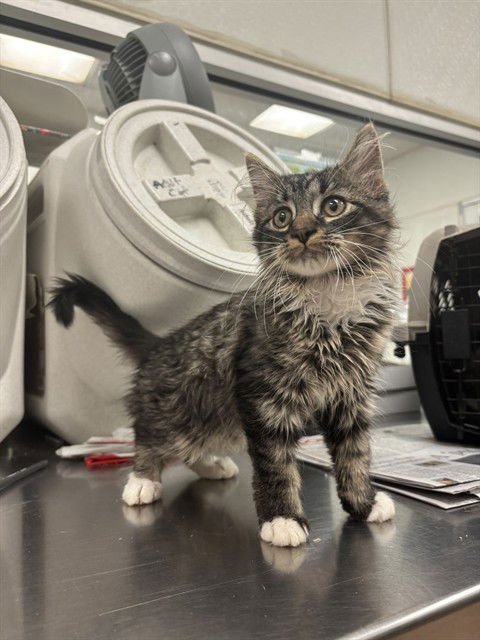 MIDNIGHT - Domestic Medium Hair available for adoption