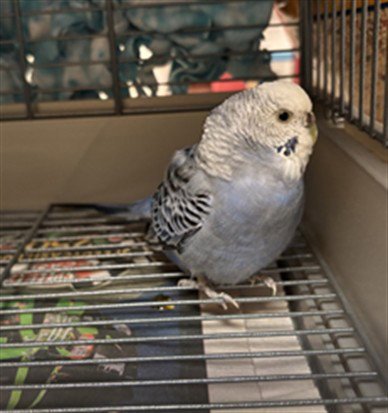TWEETY Image