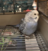TWEETY - Photo 1