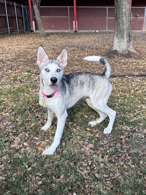 SKYE - Siberian Husky available for adoption