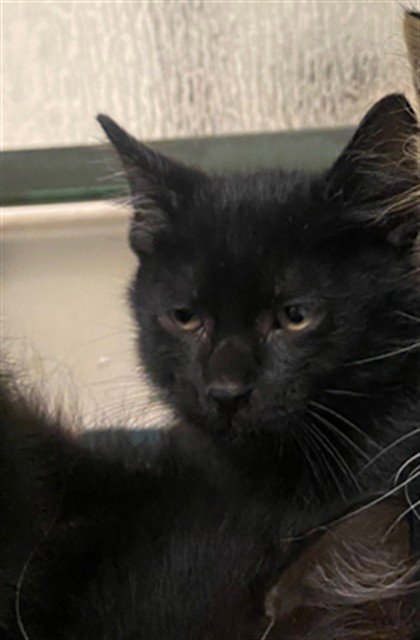 BINX - Domestic Short Hair available for adoption