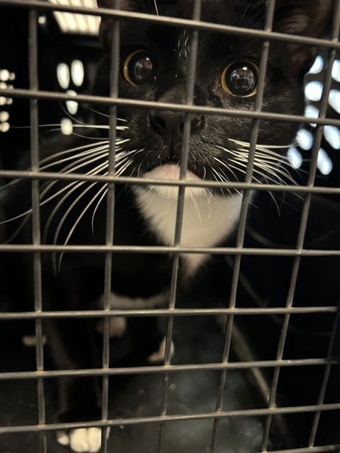 TJ - Domestic Short Hair available for adoption