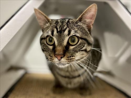 DAVEY - Domestic Short Hair available for adoption