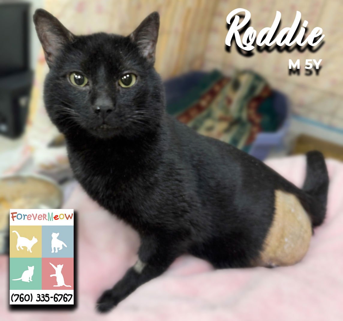 RODDIE - Domestic Short Hair / Bombay available for adoption