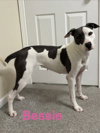 Bessie - Photo 1