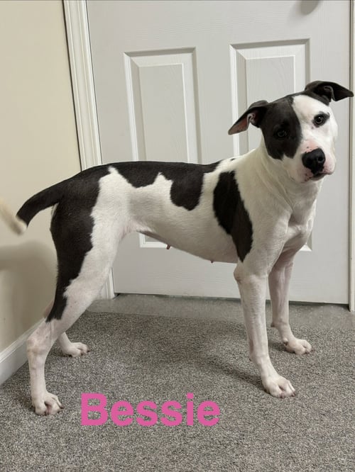 BESSIE - American Pit Bull Terrier / Staffordshire Bull Terrier for adoption in Topeka