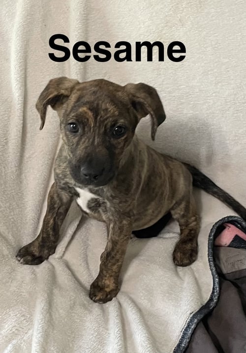 SESAME - Unknown available for adoption