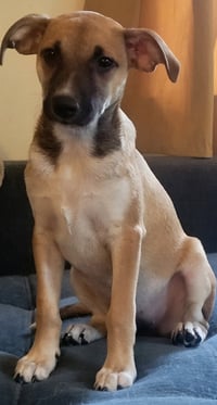 Stella - Photo 1