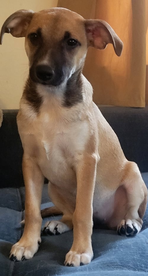 STELLA - Unknown for adoption in Topeka
