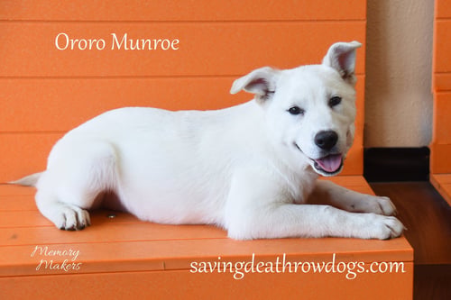 ORORO MUNROE - Husky / Australian Kelpie for adoption in Topeka