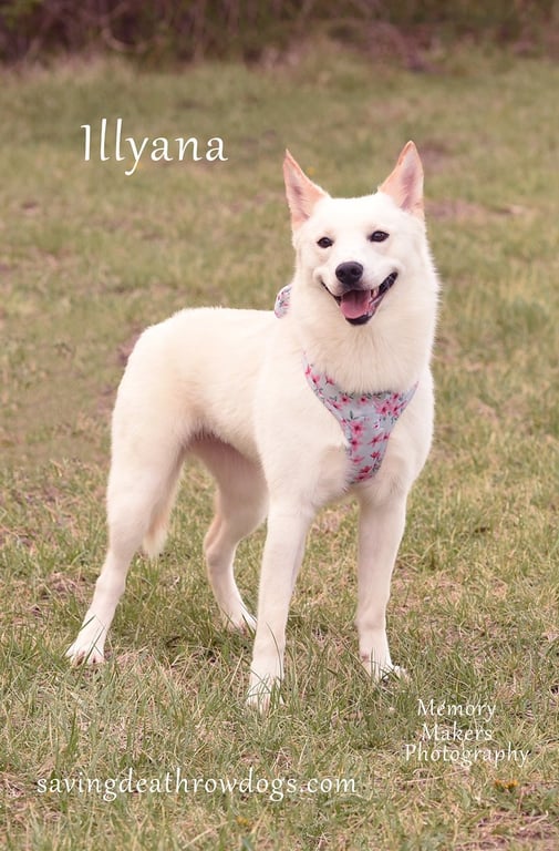 Illyana Image