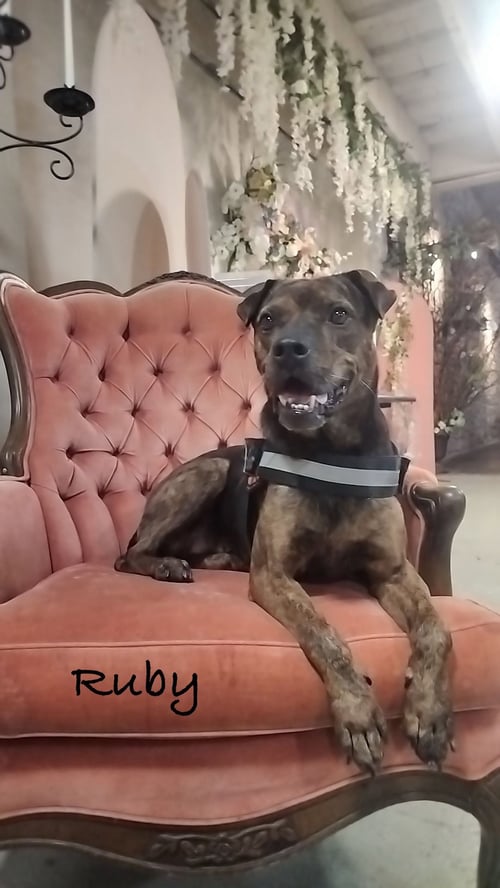 RUBY - Boxer for adoption in Topeka