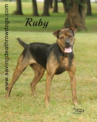 Ruby - Photo 2