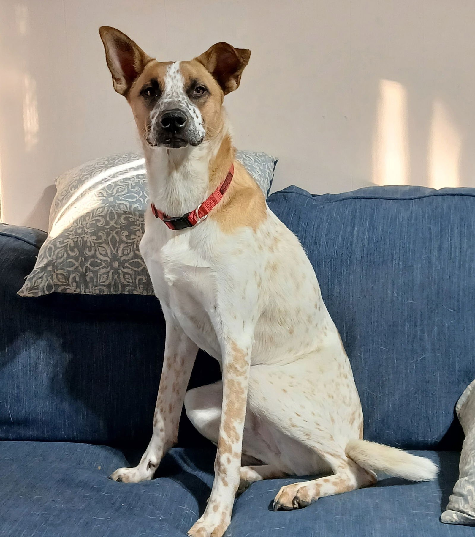 HENRY - Cattle Dog for adoption in Topeka