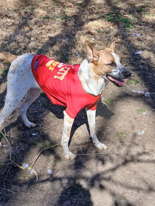 HENRY - Cattle Dog available for adoption