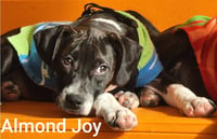 Almond Joy - Photo 2