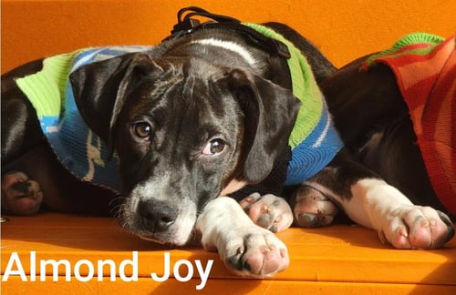 ALMOND JOY - Boston Terrier available for adoption