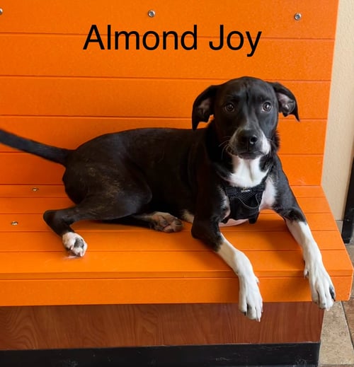 ALMOND JOY - Boston Terrier for adoption in Topeka