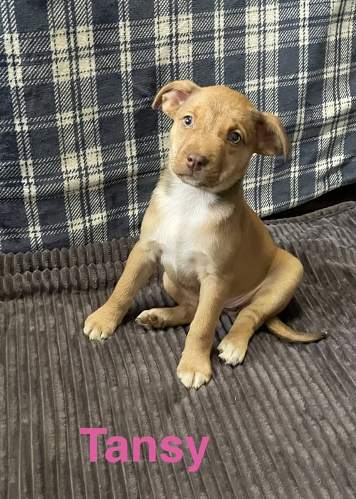 TANSY - Terrier for adoption in Topeka