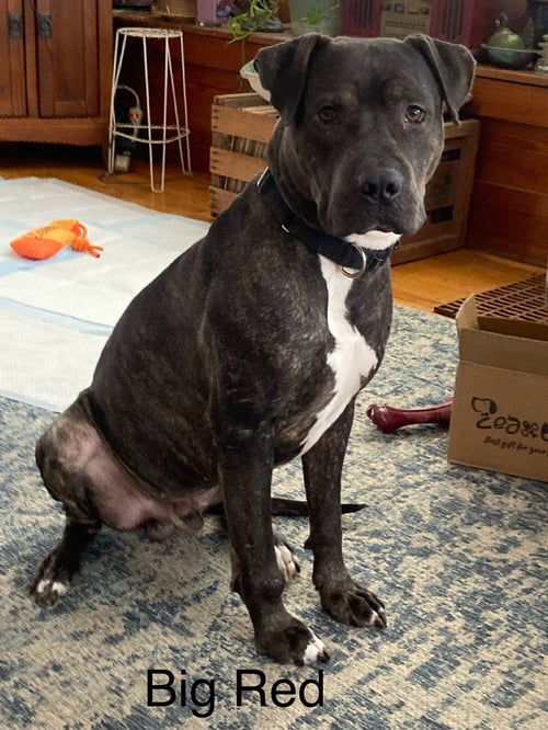 BIG RED - Pit Bull Terrier available for adoption