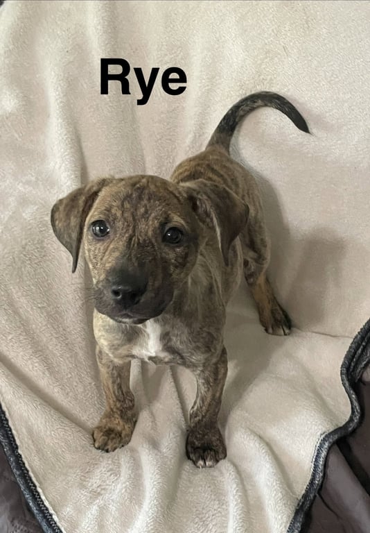 Rye Image