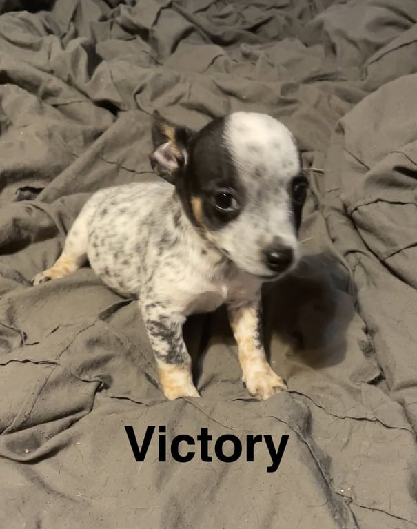 Victory Image