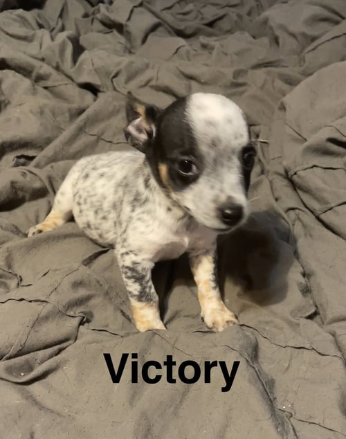 VICTORY - Australian Cattle Dog/Blue Heeler for adoption in Topeka