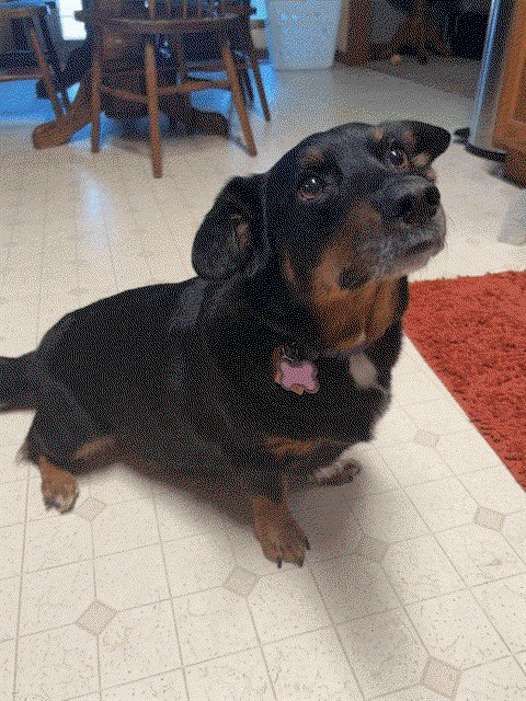 RORY - Dachshund / Cardigan Welsh Corgi for adoption in Topeka
