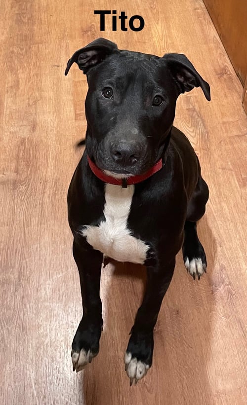TITO - Unknown for adoption in Topeka