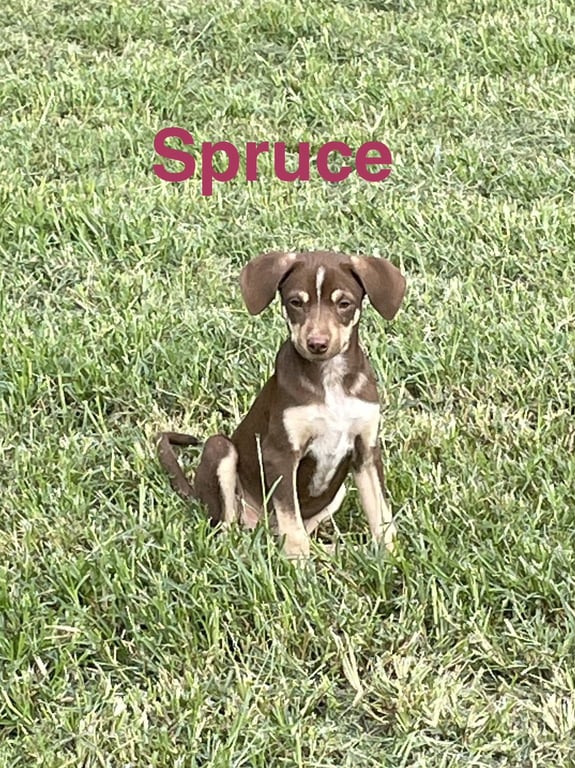 Spruce Image