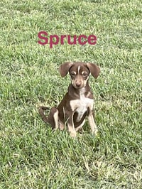 Spruce - Photo 1
