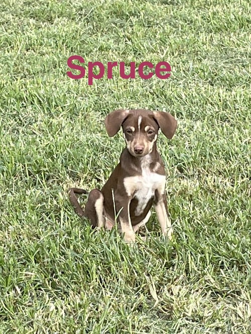 SPRUCE - Hound / Cattle Dog available for adoption