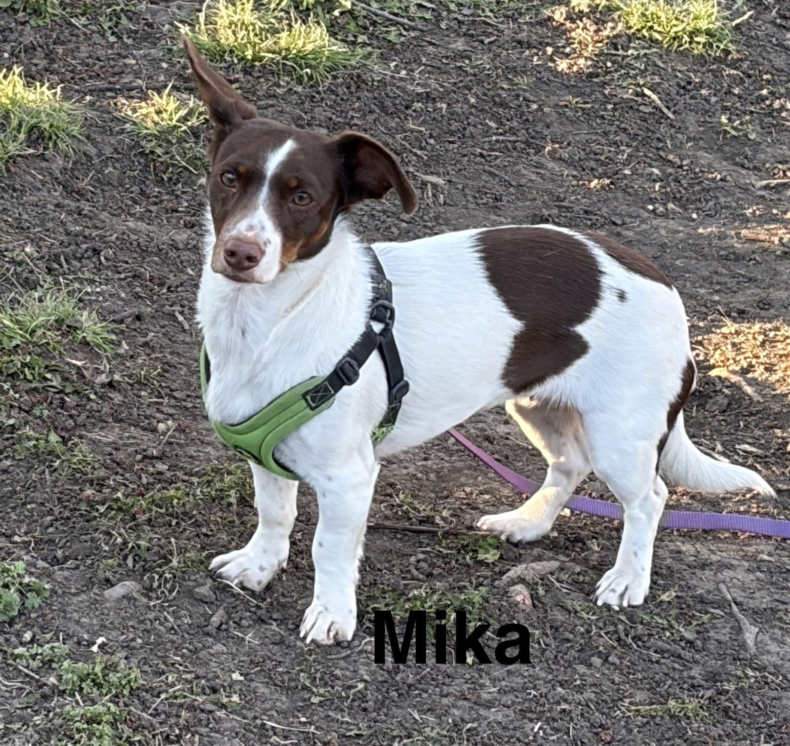 MIKA - Dachshund / Terrier for adoption in Topeka