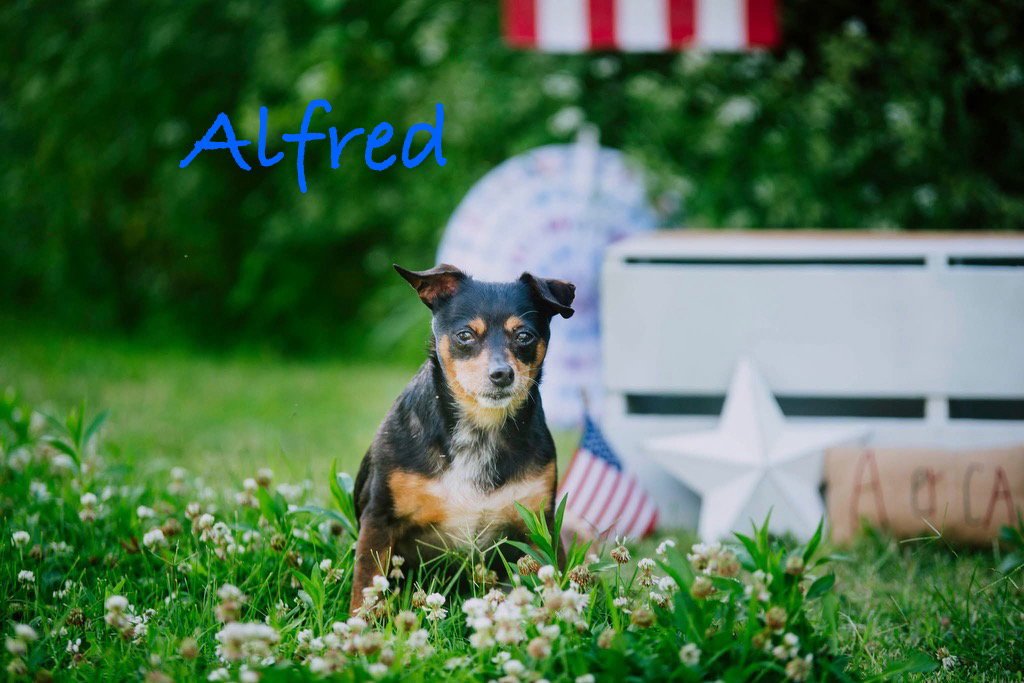 Alfred Image