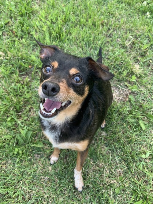 ALFRED - Chihuahua / Miniature Pinscher available for adoption