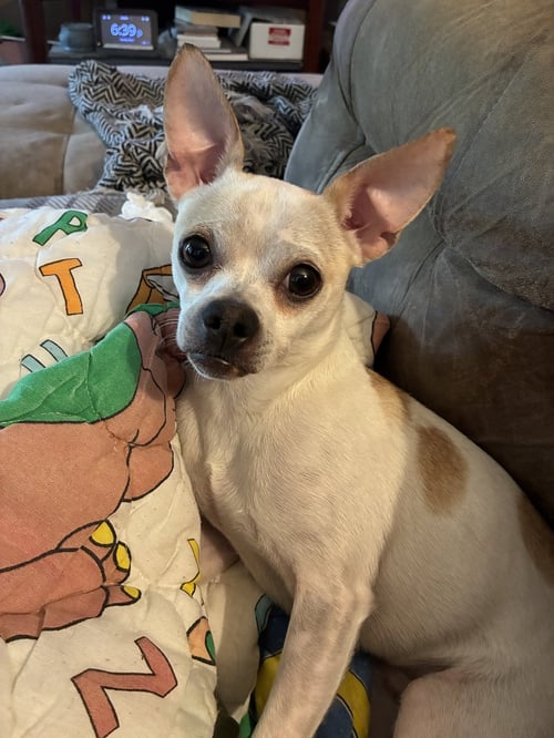 BILL-E - Chihuahua for adoption in Topeka
